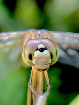自然环境-绿色-彩色-户外-蜻蜓 图片素材