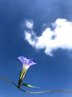 自然环境-户外-有趣的瞬间-彩色-蓝天白云 图片素材