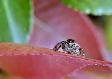 昆虫总动员-手机摄影-微距-自然环境-户外 图片素材