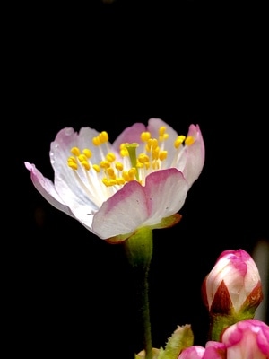 户外-彩色-春天气息扑面而来-花朵-盛开 图片素材