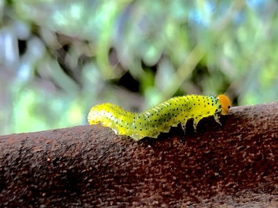自然环境-户外-昆虫-彩色-昆虫 图片素材