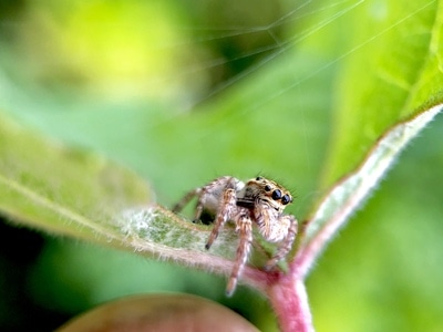 自然环境-户外-蜘蛛-彩色-蜘蛛 图片素材