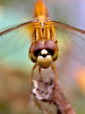 自然环境-户外-彩色-蜻蜓-昆虫 图片素材