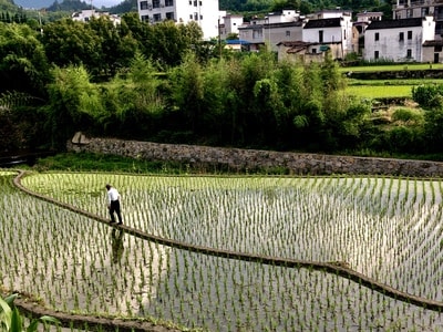 2019inf招募-户外-自然环境-水稻田-绿色 图片素材