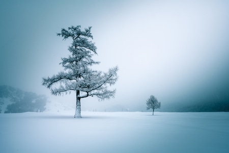 宅家-风光-光影-陪伴-雪 图片素材