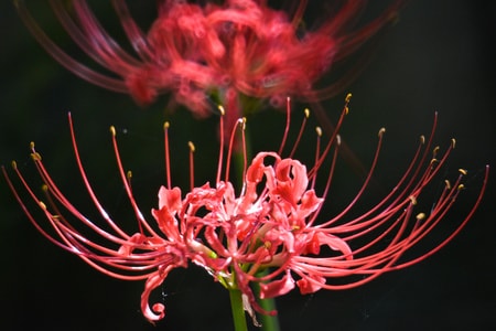 花-彼岸花-花卉-花-彼岸花 图片素材