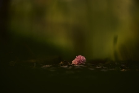 小而美-地上的樱花-花-鲜花-樱花 图片素材