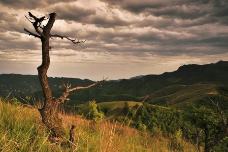 旅行-风光-风景-枯树-树干 图片素材