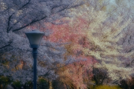 阳春三月-浪漫樱花季-风景-树-树木 图片素材
