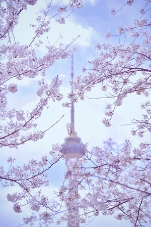 樱花🌸-春天的城市-樱花-鲜花-花卉 图片素材
