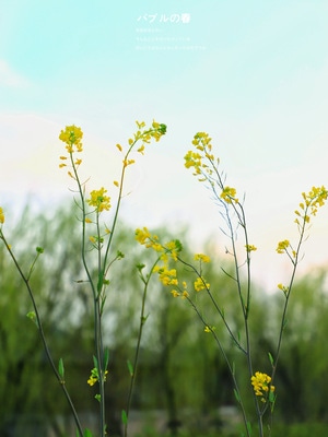 采风-花-花朵-花卉-油菜花 图片素材