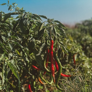 手机摄影-你好2020-黄油相机-lr调色-青椒 图片素材