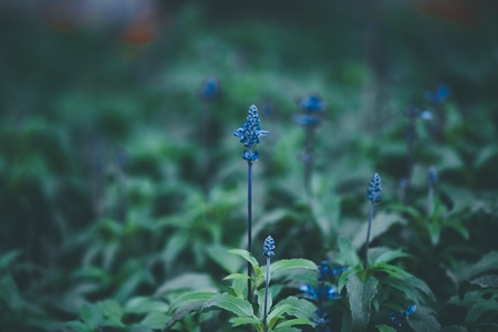 你好2020-lr调色-花-花朵-花瓣 图片素材