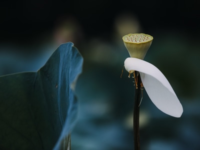 深圳市-记录瞬间-lr调色-你好2020-莲蓬 图片素材