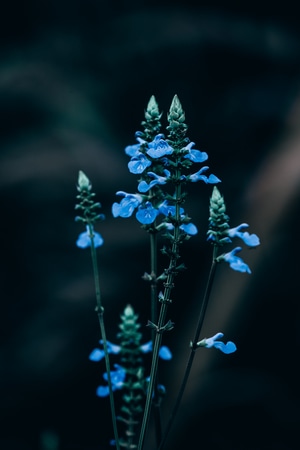 你好2020-lr调色-植物-花-花朵 图片素材