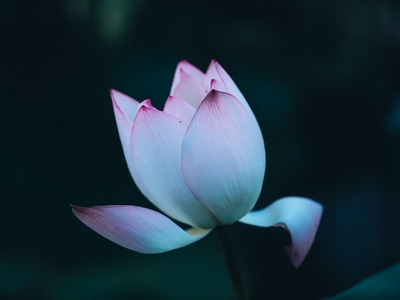 深圳市-记录瞬间-lr调色-你好2020-花 图片素材