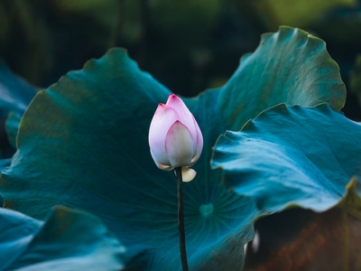 深圳市-记录瞬间-lr调色-你好2020-花 图片素材