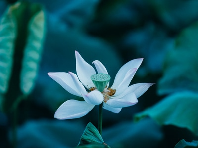 深圳市-记录瞬间-lr调色-你好2020-花朵 图片素材