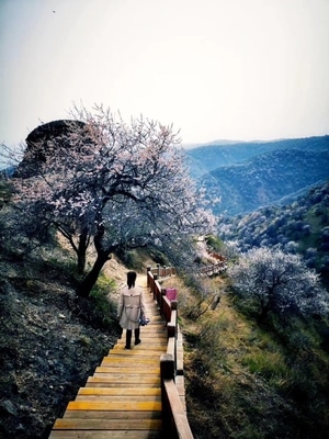 新疆-伊宁-旅行-中华福寿山-中华福寿山 图片素材