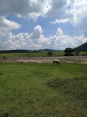 新疆-攻略-旅行-旅拍-野花 图片素材