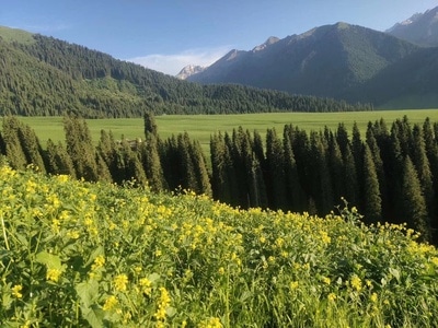 伊犁哈萨克自治州-新疆-伊宁-那拉提草原-旅行 图片素材