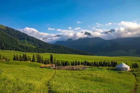 新疆-攻略-深度游-旅行-原始森林 图片素材