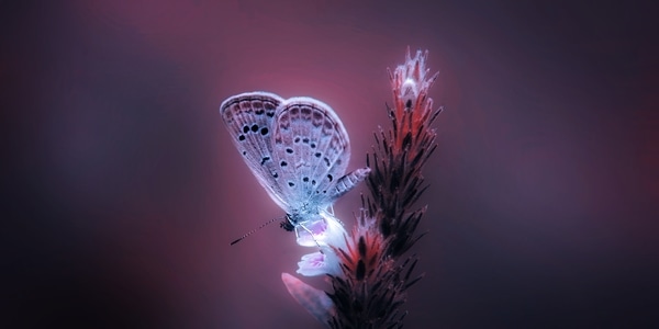 自然-蝴蝶-有趣的瞬间-手机微距-微观世界 图片素材