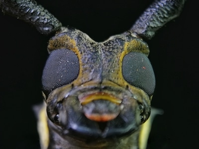 酷帕镜头-手机微距-手机摄影-昆虫总动员-昆虫 图片素材