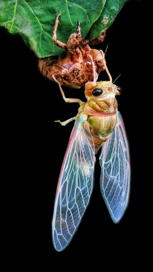 微观世界-手机摄影-金蝉脱壳-蝉-昆虫 图片素材