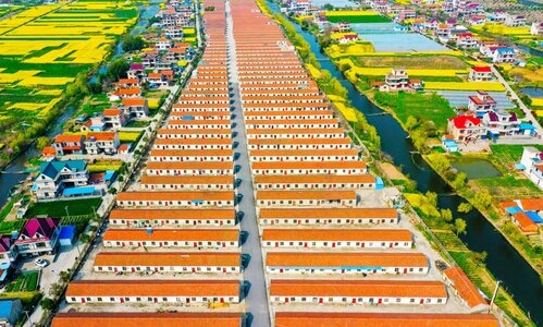 平房、油菜花、-红瓦-建筑-房屋-安置房 图片素材