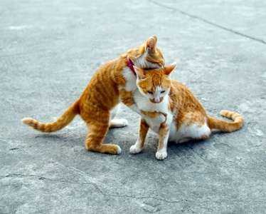 动物-街-动物-猫咪-花猫 图片素材