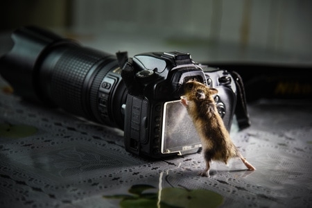 鼠-相机-老鼠-鼠-鼠类 图片素材