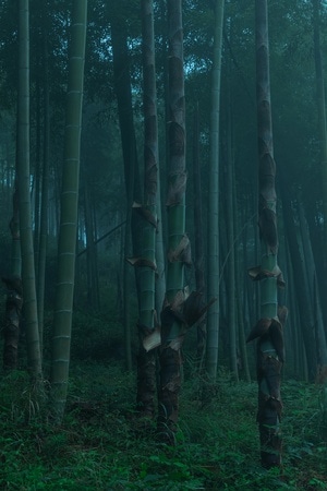 我要上封面-浙江山区-金山银山-新笋-植物 图片素材