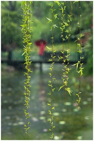 春天里-春雨绵-江南春到-树枝-河 图片素材