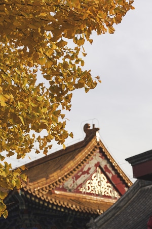银杏黄了-光影-秋-色彩-寺庙 图片素材