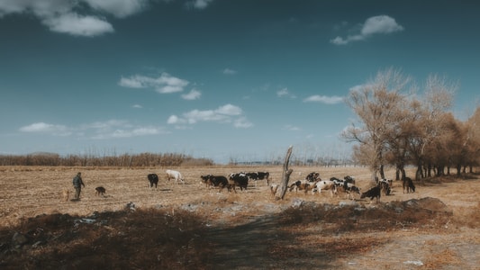 放牧-光影-乡村-田园-风光 图片素材