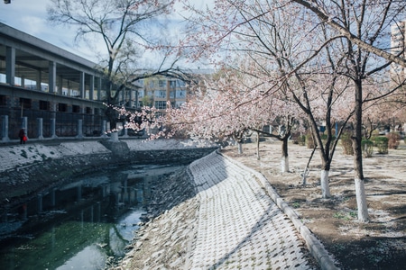 色彩-杏花-花-春天-树 图片素材