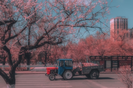 色彩-杏花-粉色-街头-后期 图片素材