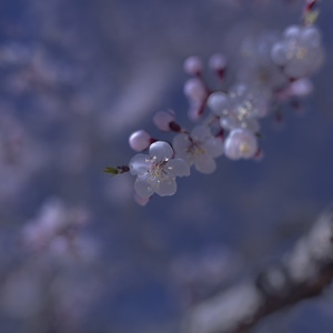 色彩-杏花-小景-局部-特写 图片素材