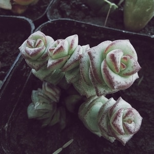 小而美-多肉-植物-静物-生活 图片素材