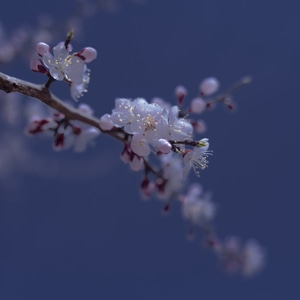色彩-杏花-小景-局部-特写 图片素材
