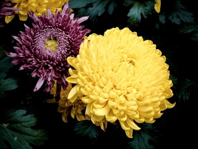 秋菊-手机摄影-花-花朵-花卉 图片素材