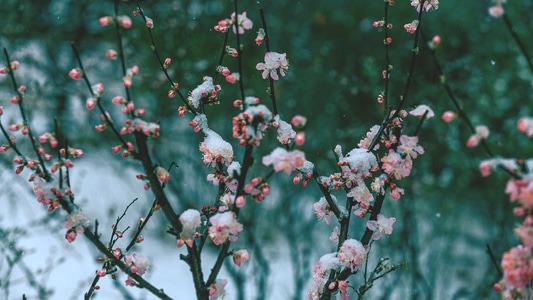 花-春-雪-花-花朵 图片素材