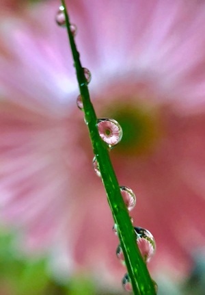 微距-摄影-水滴-水珠-露水 图片素材