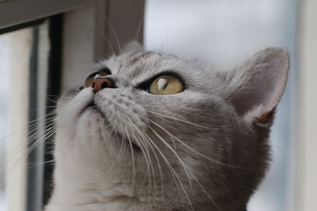 雪-动物-猫-动物-猫 图片素材