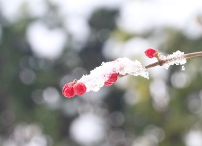 雪-微距-你好2020-植物-雪 图片素材