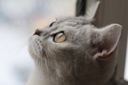 雪-动物-猫-动物-猫 图片素材