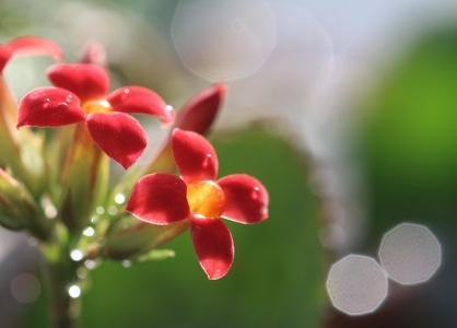 微距-创意-花-长寿花-花 图片素材
