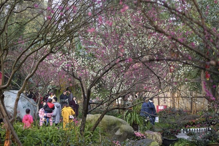 杜甫草堂博物馆-梅花-风景如画-春天来了-杜甫草堂博物馆 图片素材