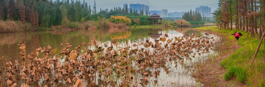 香城湿地-湿地公园-秋-风景-湖 图片素材